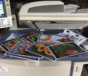 Nhận báo giá cho thuê máy photocopy tại Tân Phước Khánh hãng Toshiba ngay!